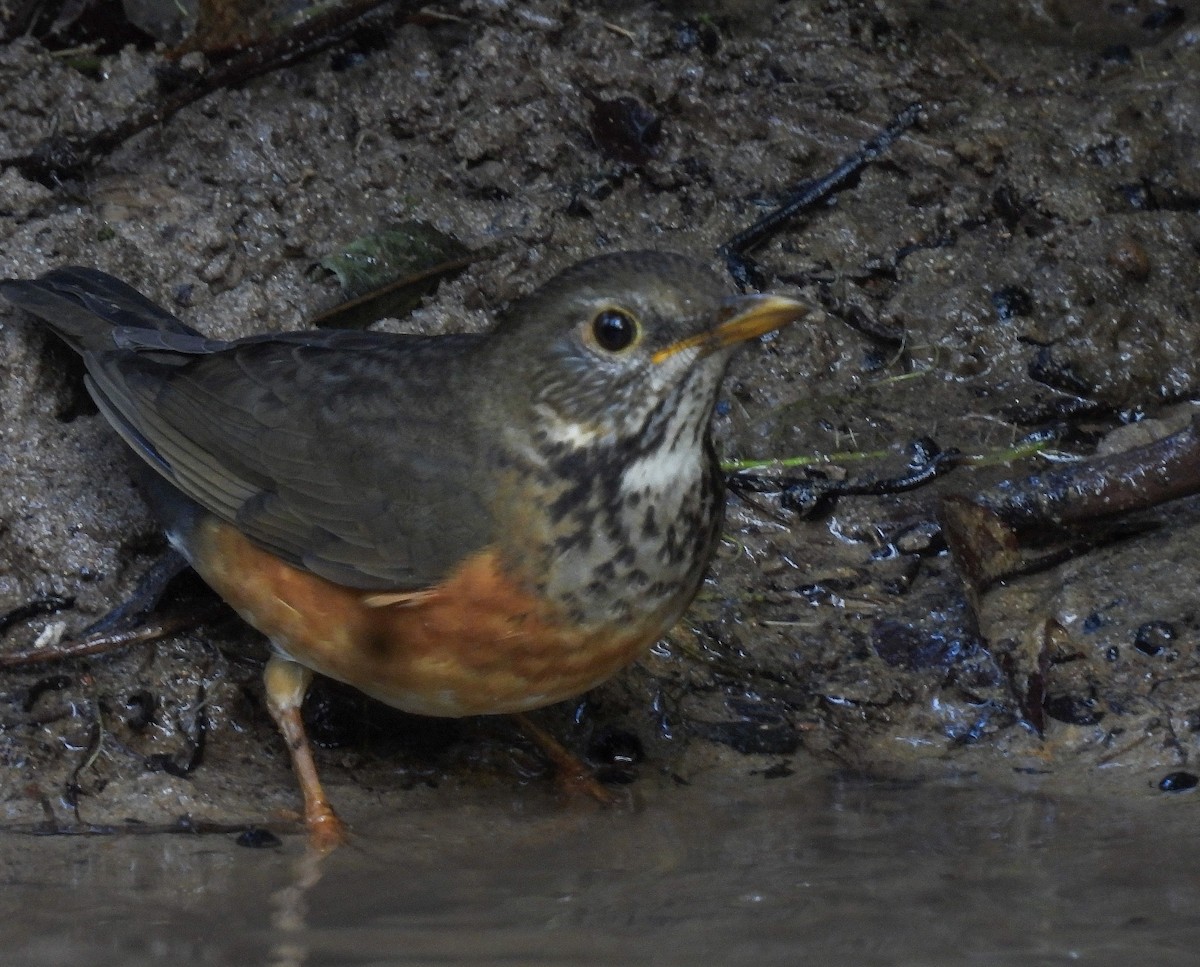 Black-breasted Thrush - ML642147608