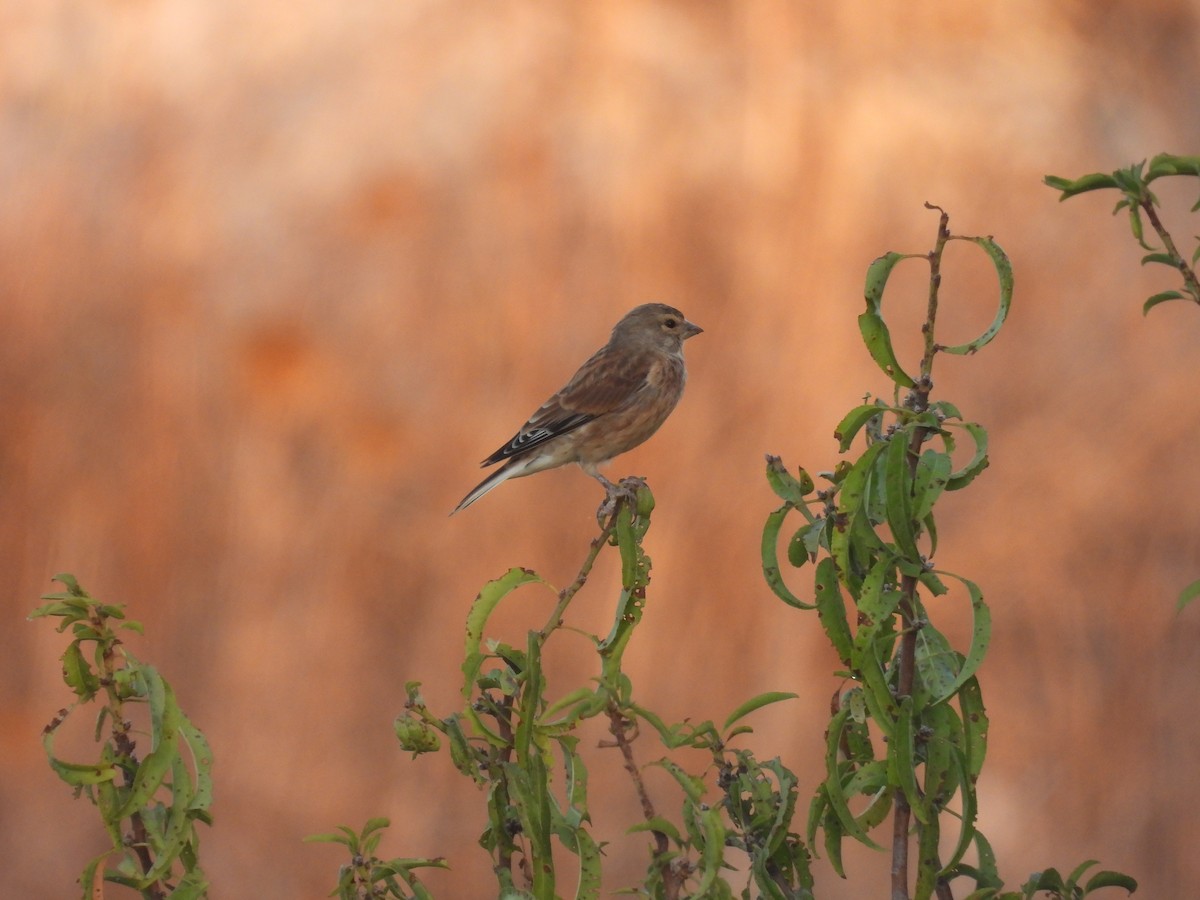 Eurasian Linnet - ML642147610