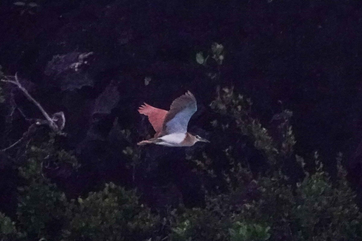Nankeen Night Heron - ML642147612
