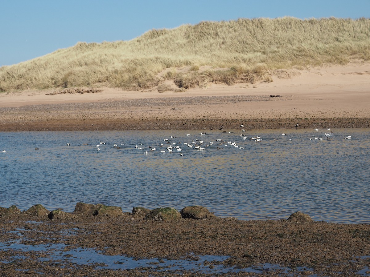 Common Eider - ML642147613