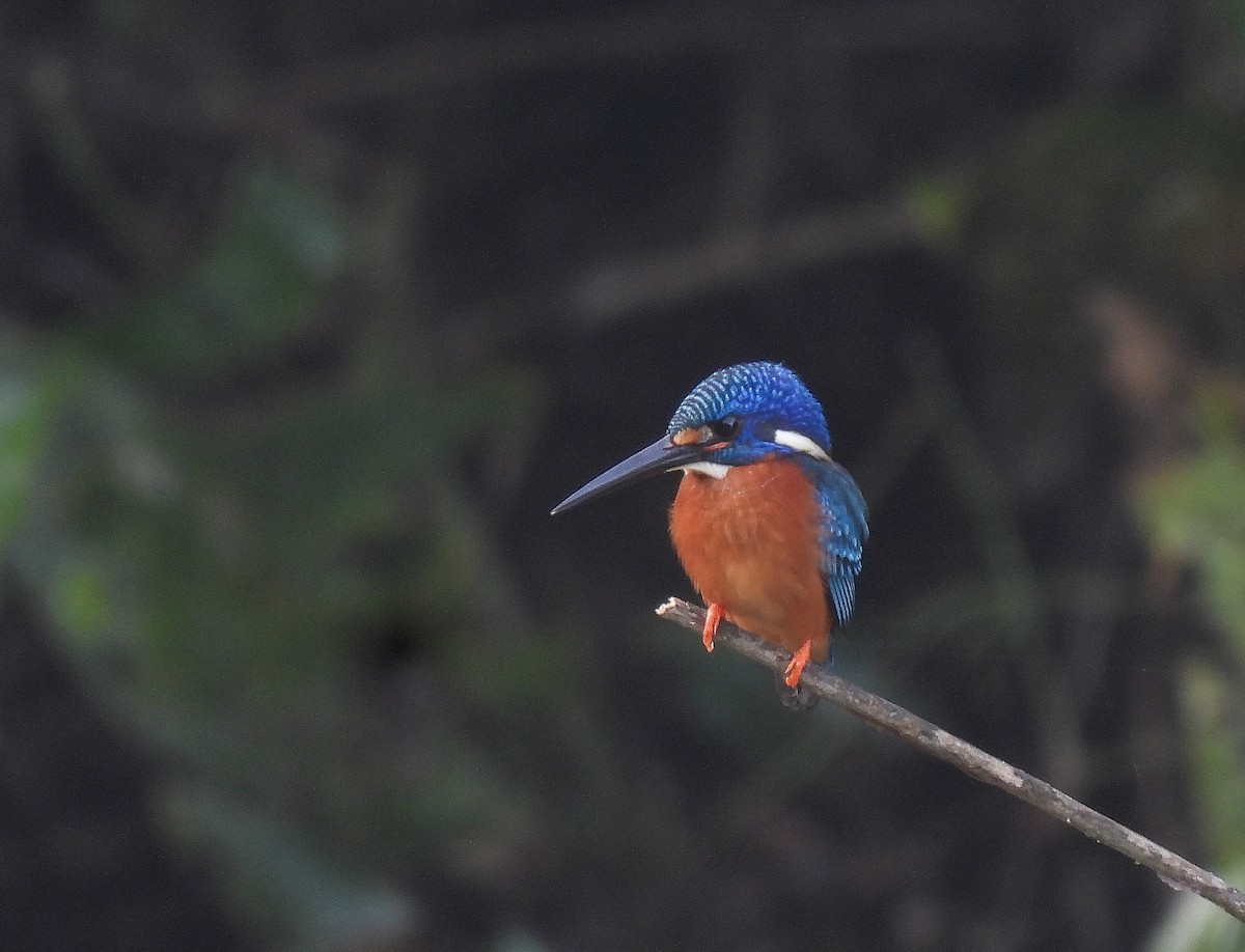 Blue-eared Kingfisher - ML642147616