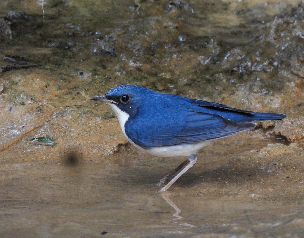 Siberian Blue Robin - ML642147620