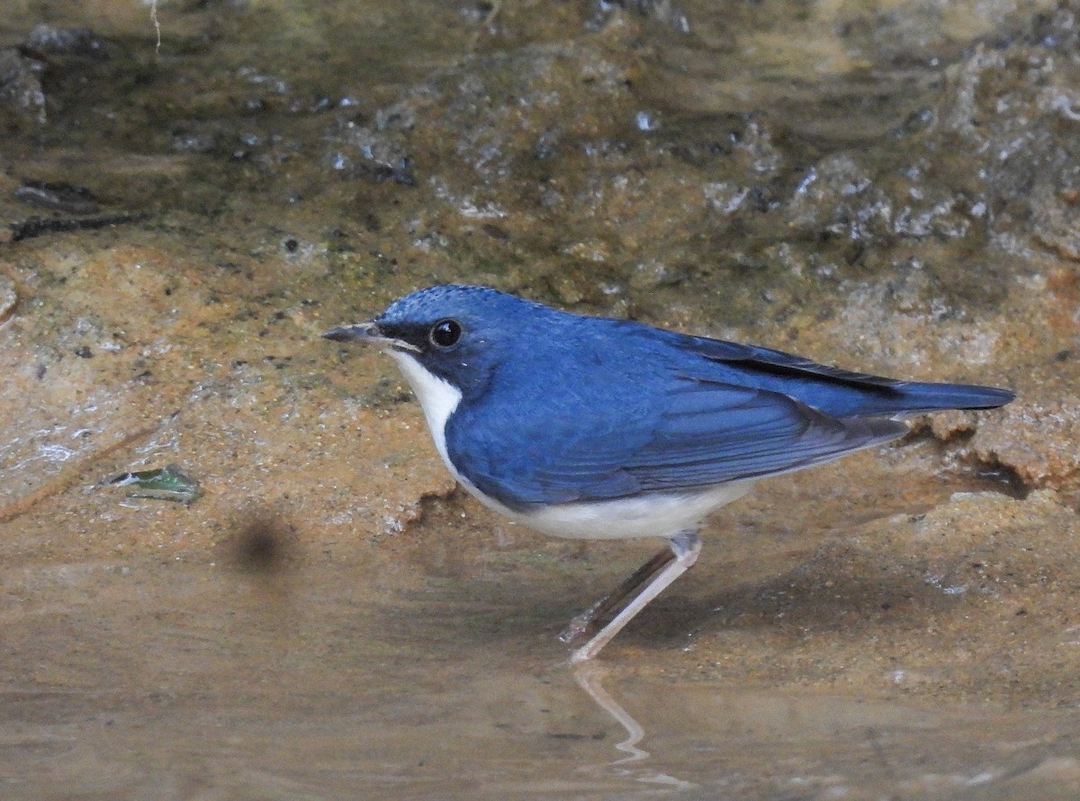 Siberian Blue Robin - ML642147621