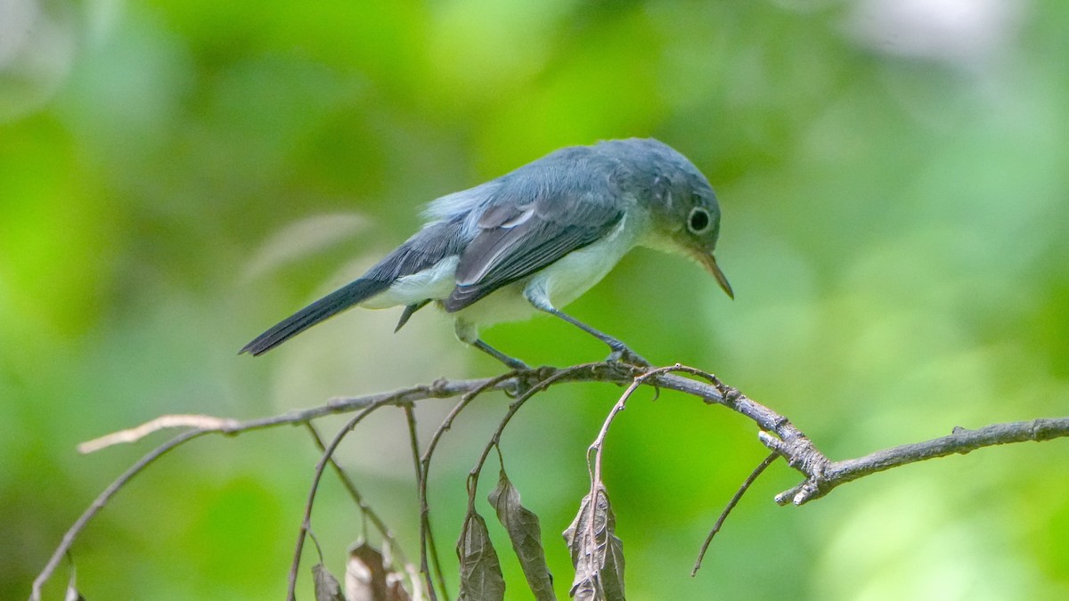 Blue-gray Gnatcatcher - ML642147622