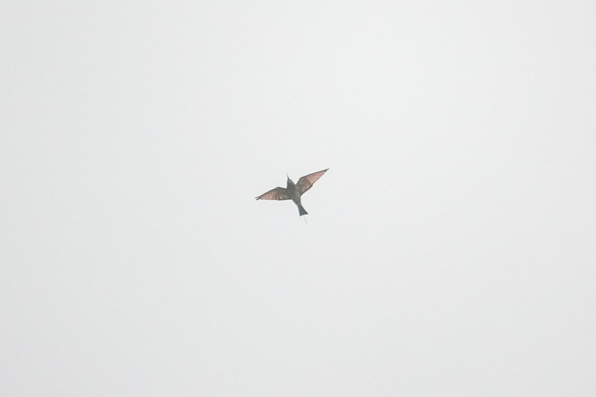 Rainbow Bee-eater - ML642147623