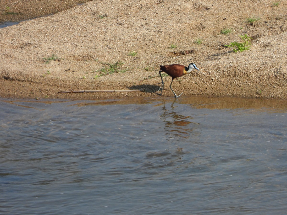 African Jacana - ML642147626