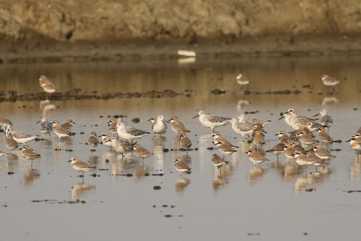 Common Greenshank - ML642147629