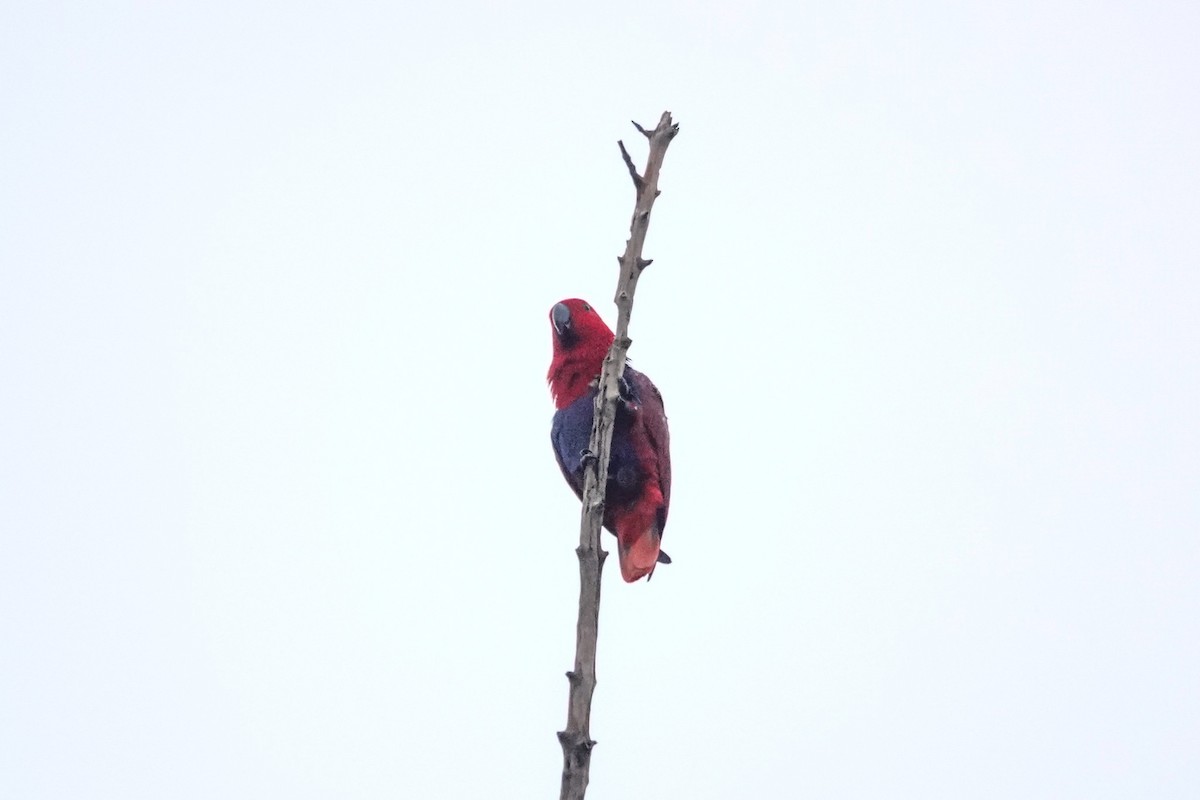 Papuan Eclectus - ML642147631