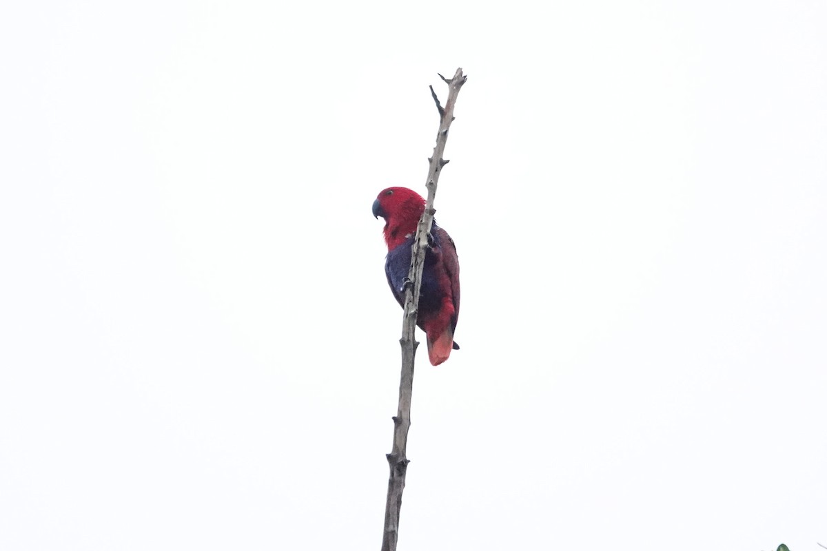 Papuan Eclectus - ML642147632