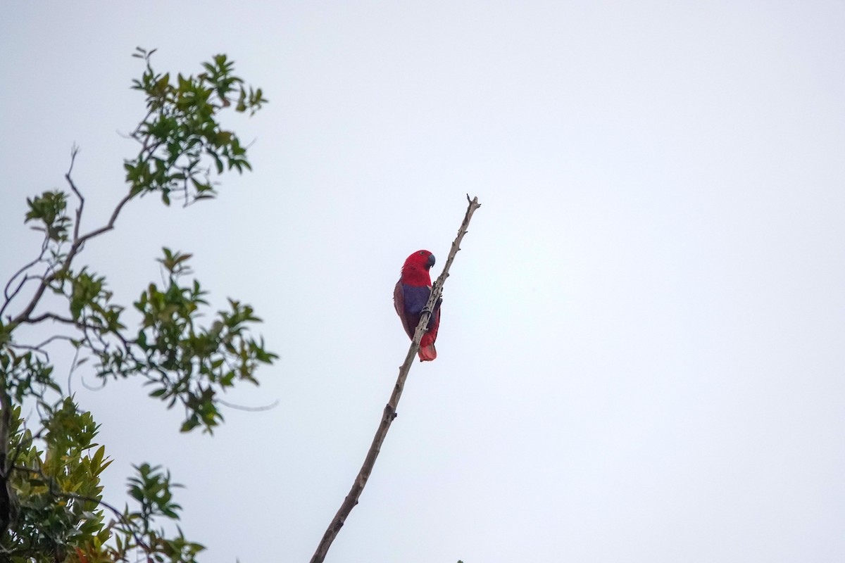 Papuan Eclectus - ML642147633