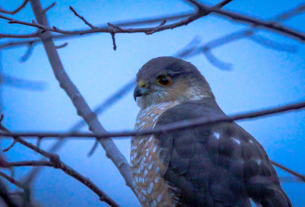 Sharp-shinned Hawk - ML642147649