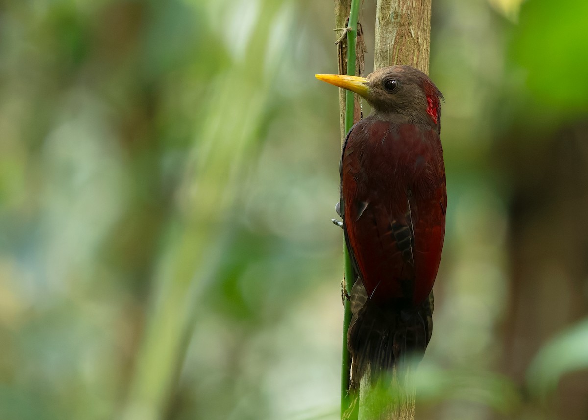 Maroon Woodpecker - ML642147650