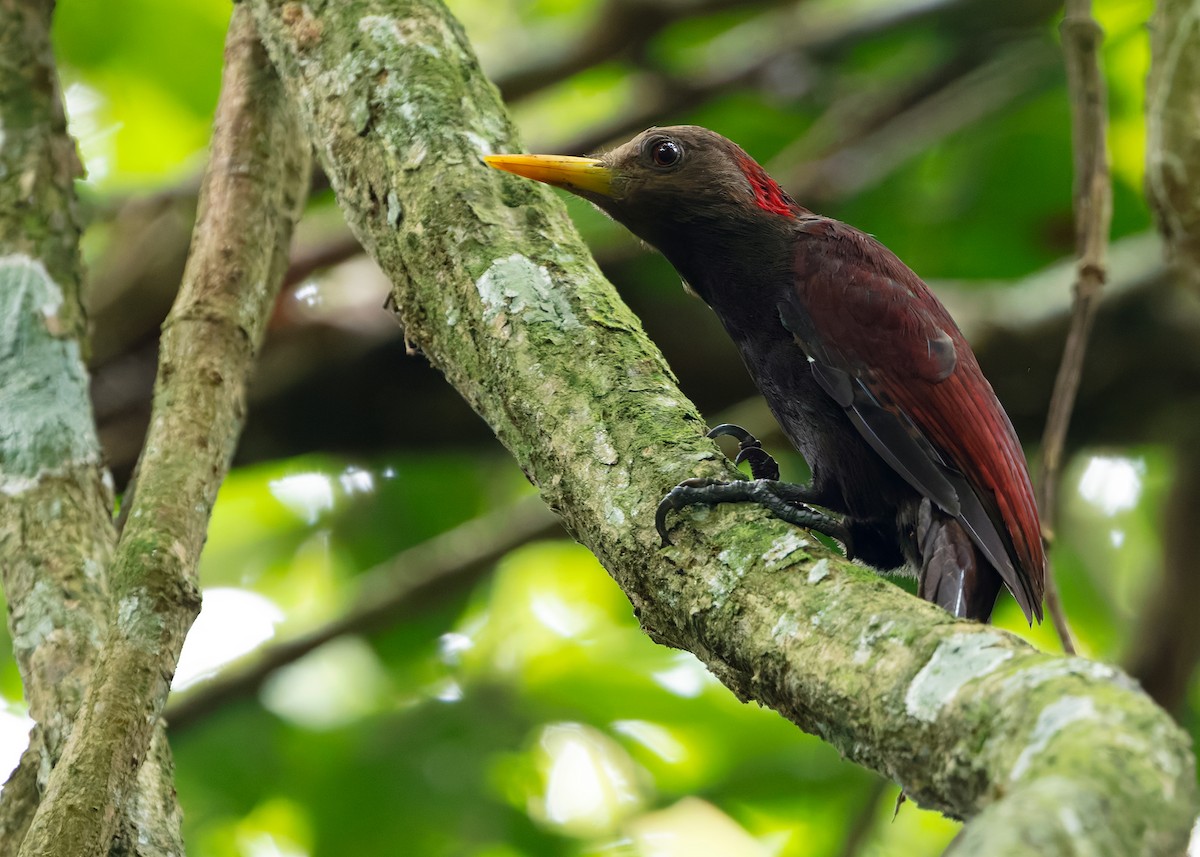 Maroon Woodpecker - ML642147651