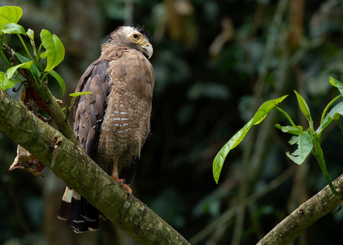 Crested Serpent-Eagle (Crested) - ML642147654