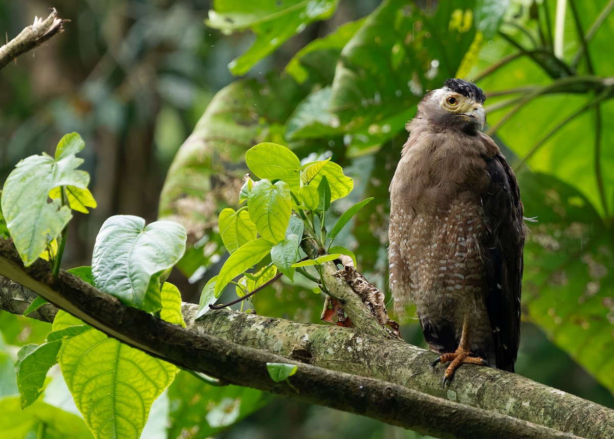 Crested Serpent-Eagle (Crested) - ML642147655