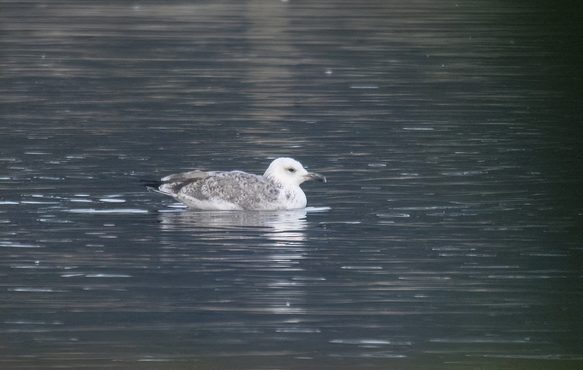Caspian Gull - ML642147656