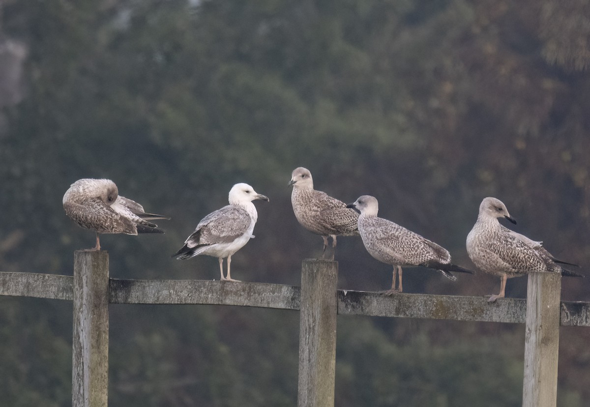 Caspian Gull - ML642147657