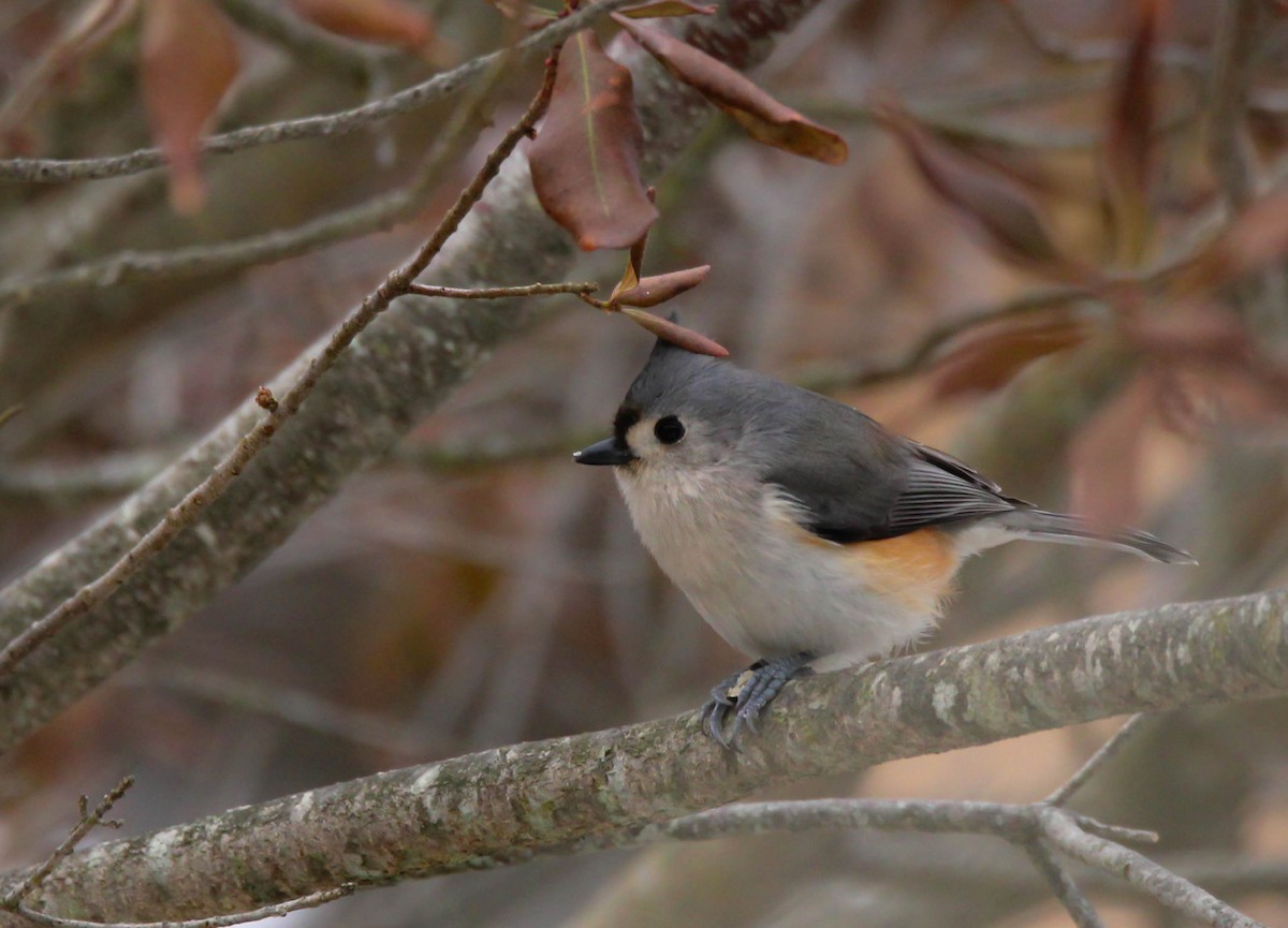 Tufted Titmouse - ML642147662