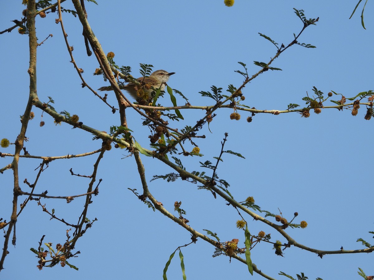 Tawny-flanked Prinia - ML642147663