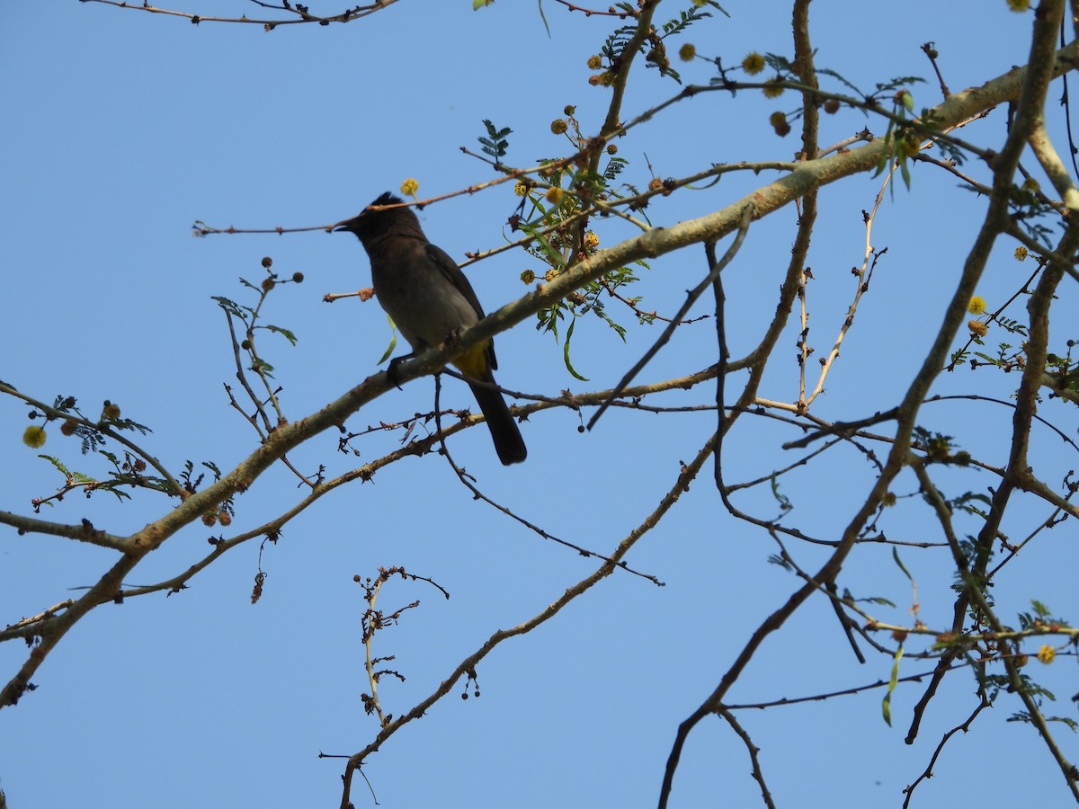 Common Bulbul (Dark-capped) - ML642147671