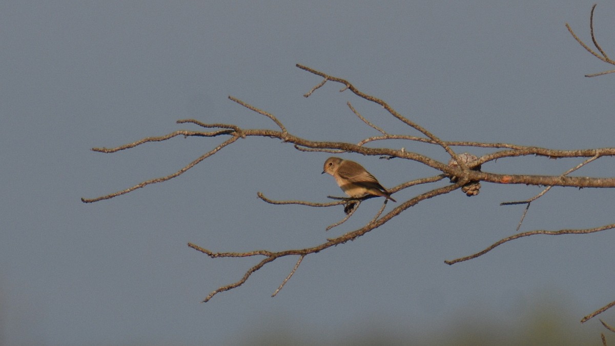 Common Redstart - ML642147672