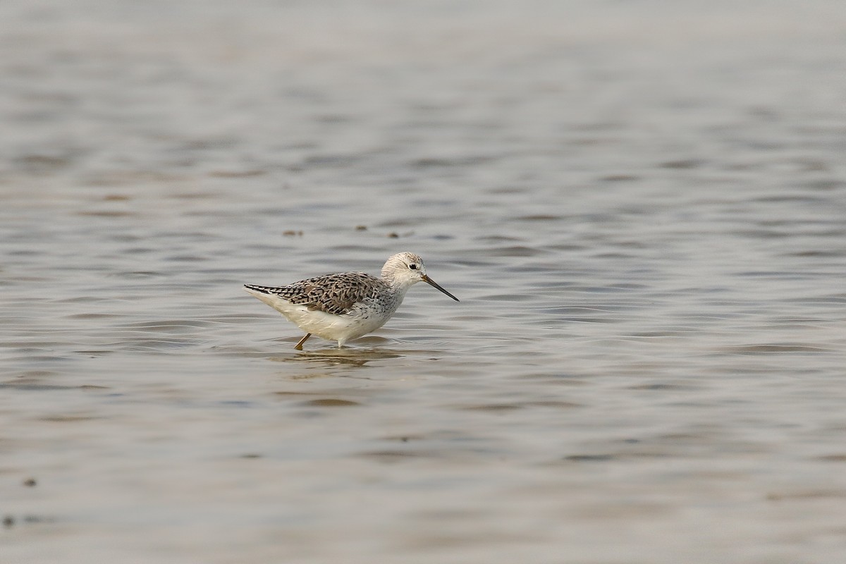 Marsh Sandpiper - ML642147673