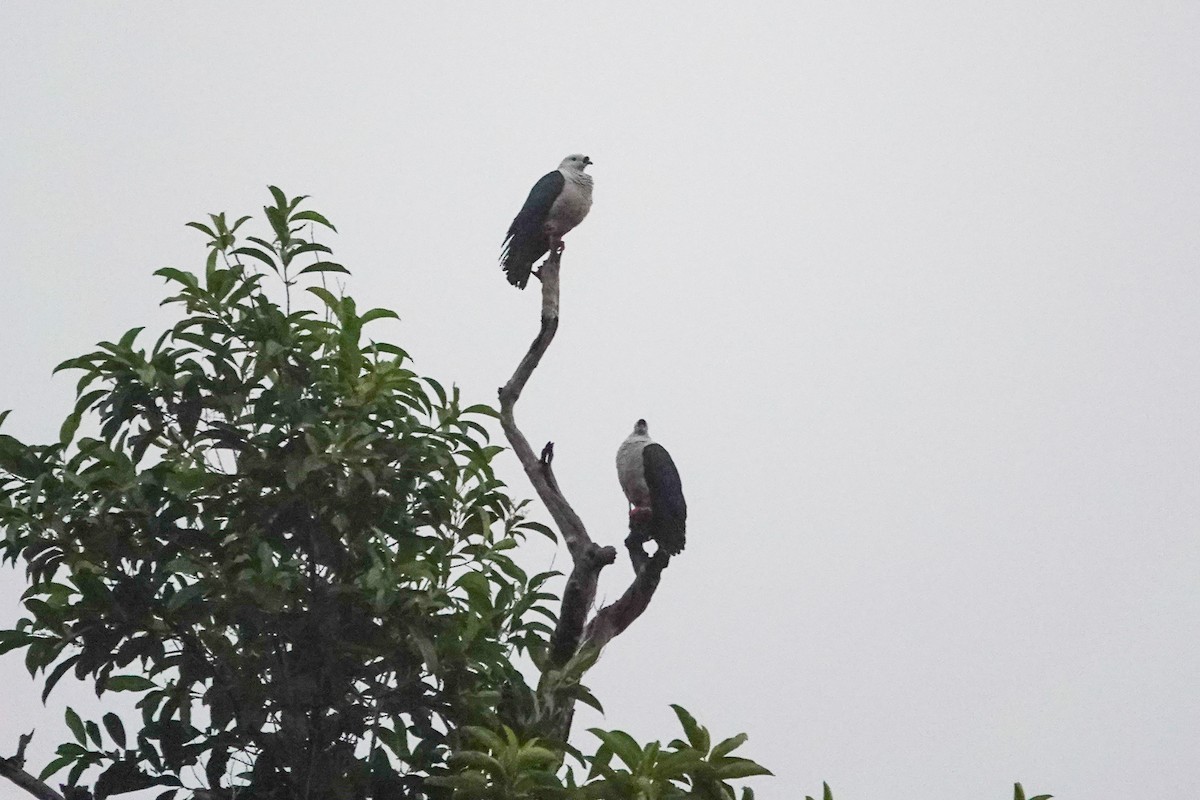 Spice Imperial-Pigeon - ML642147674