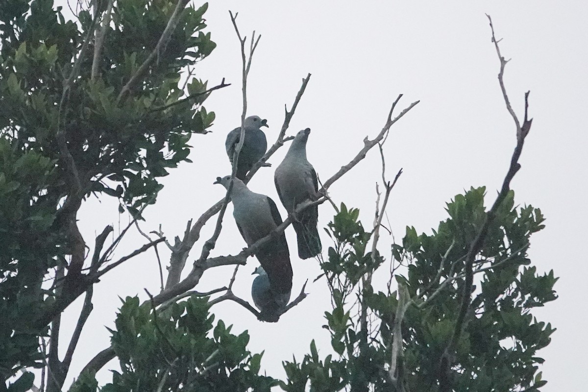 Spice Imperial-Pigeon - ML642147675