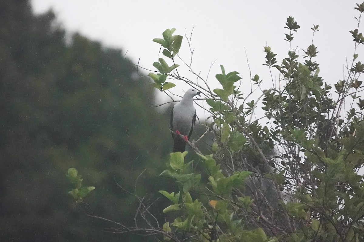 Spice Imperial-Pigeon - ML642147676