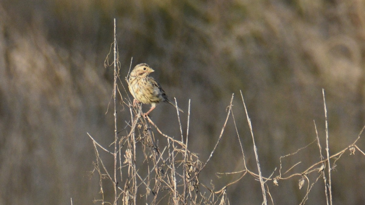 Corn Bunting - ML642147677