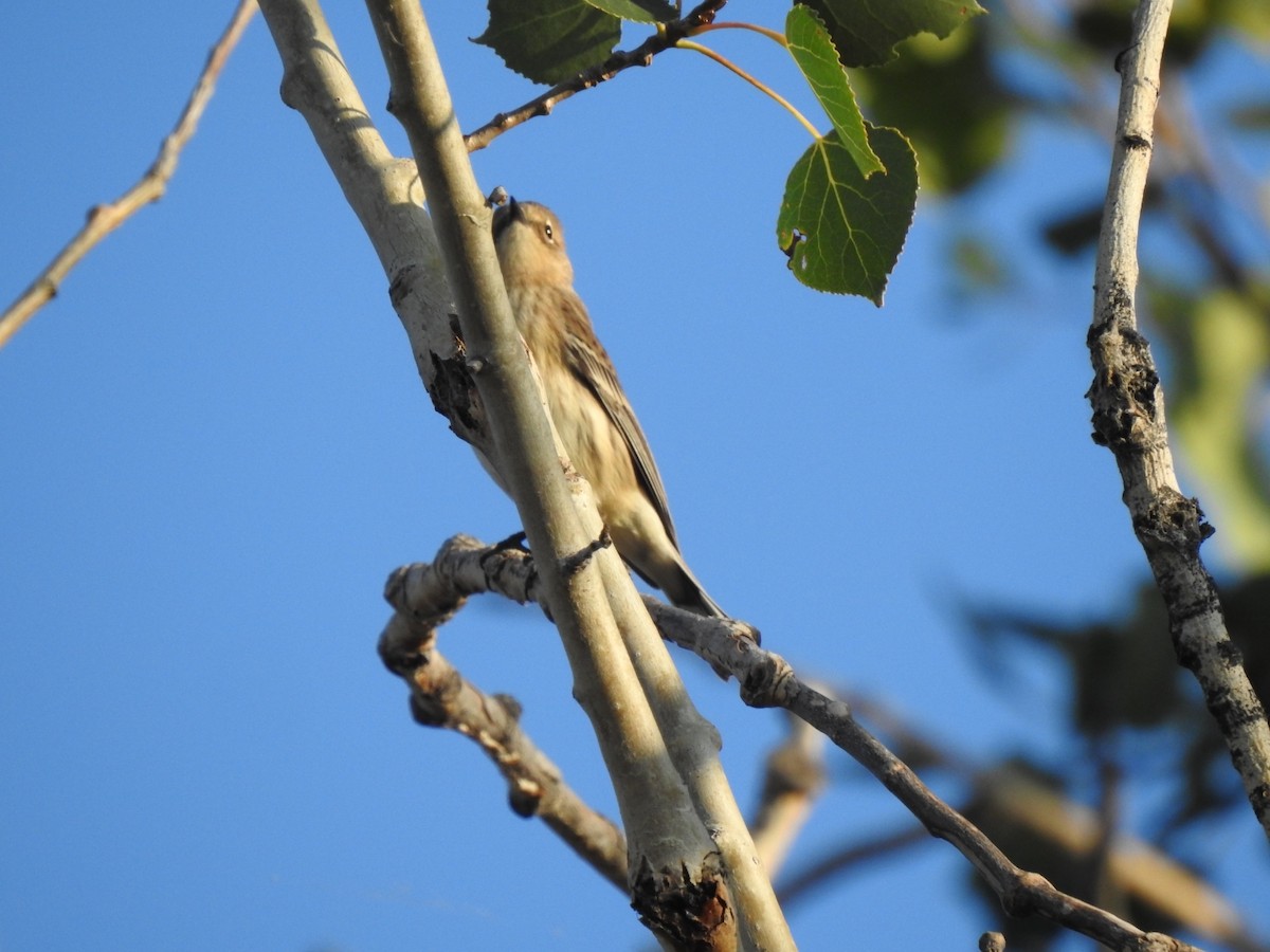 Yellow-rumped Warbler - ML642147678