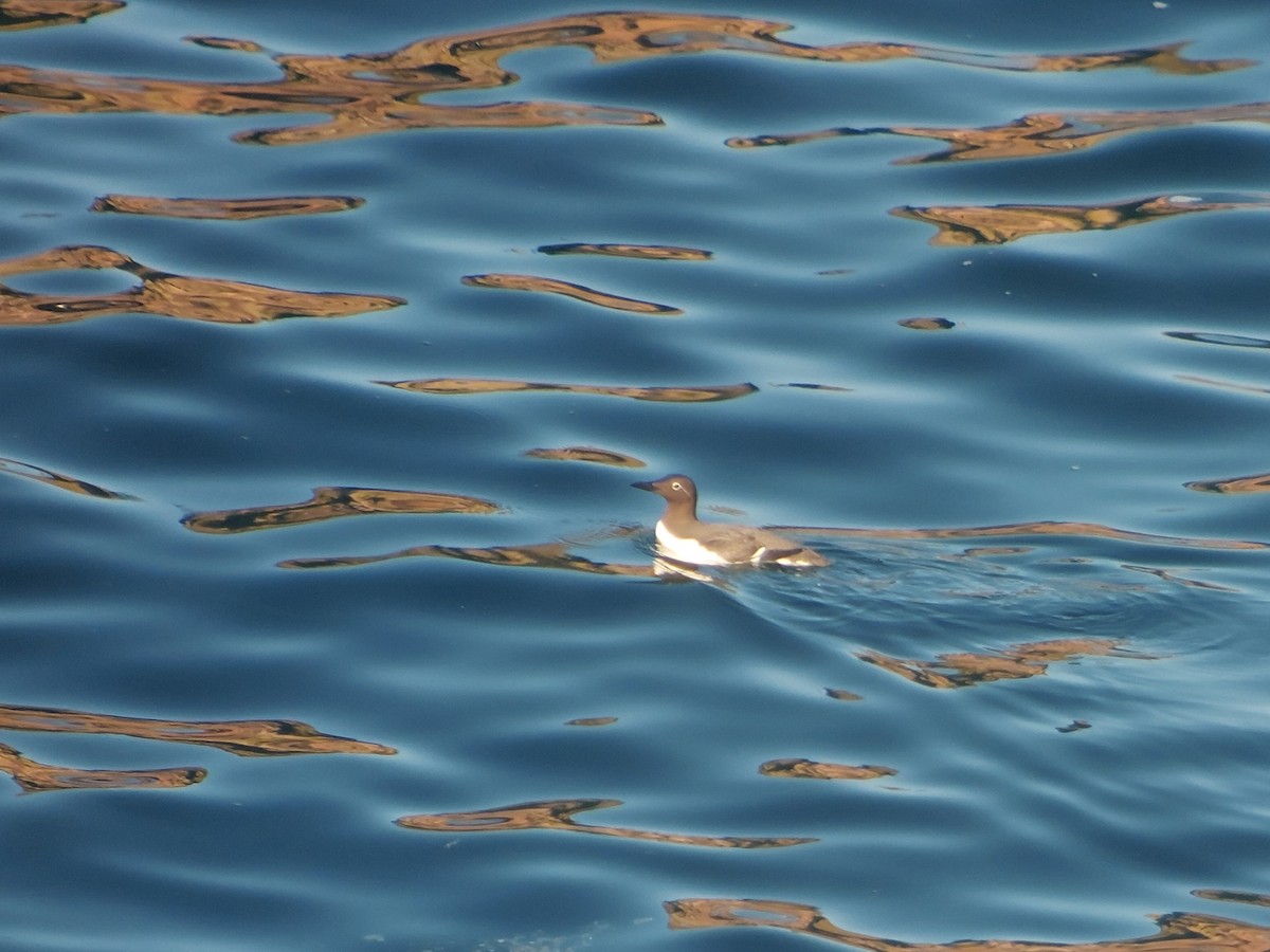 Common Murre - ML642147679