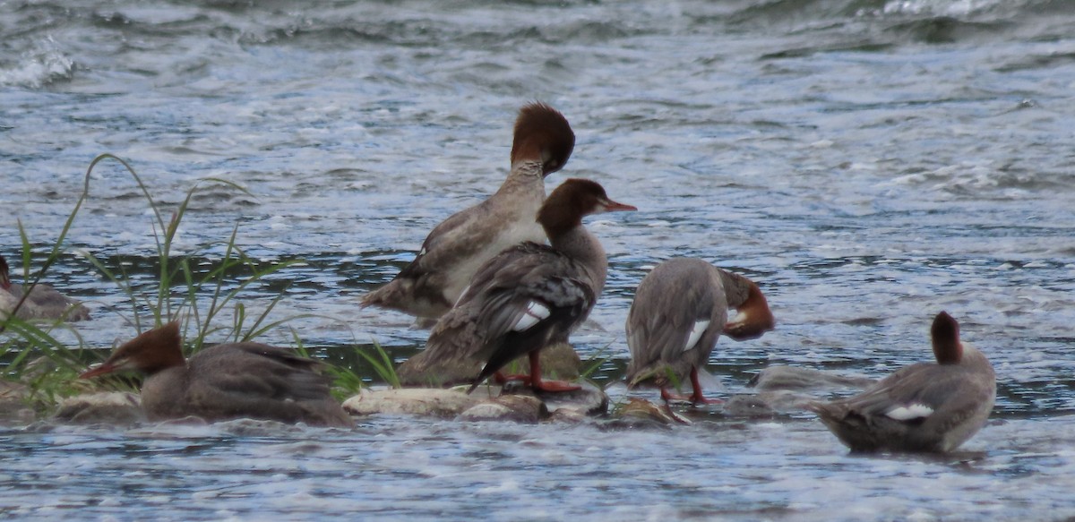 Common Merganser - ML642147683