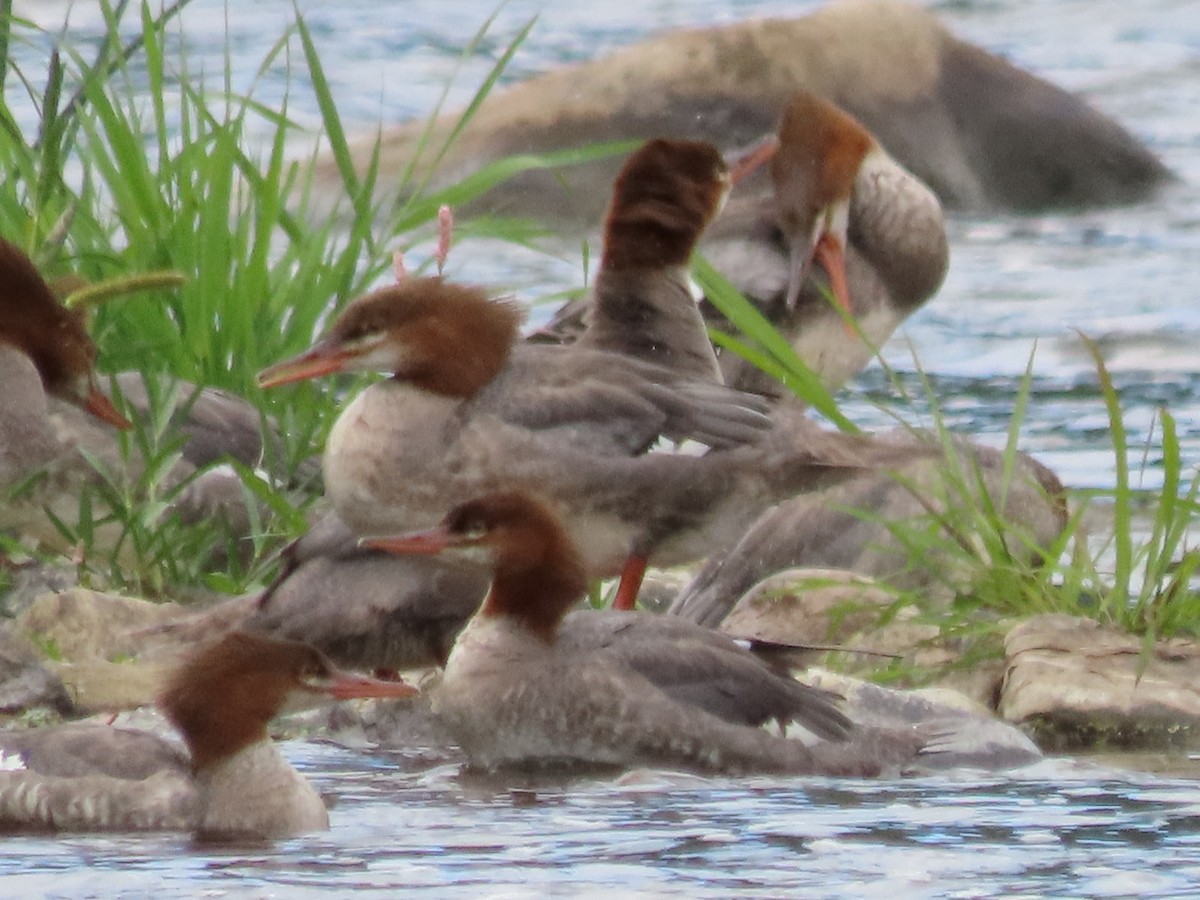 Common Merganser - ML642147684