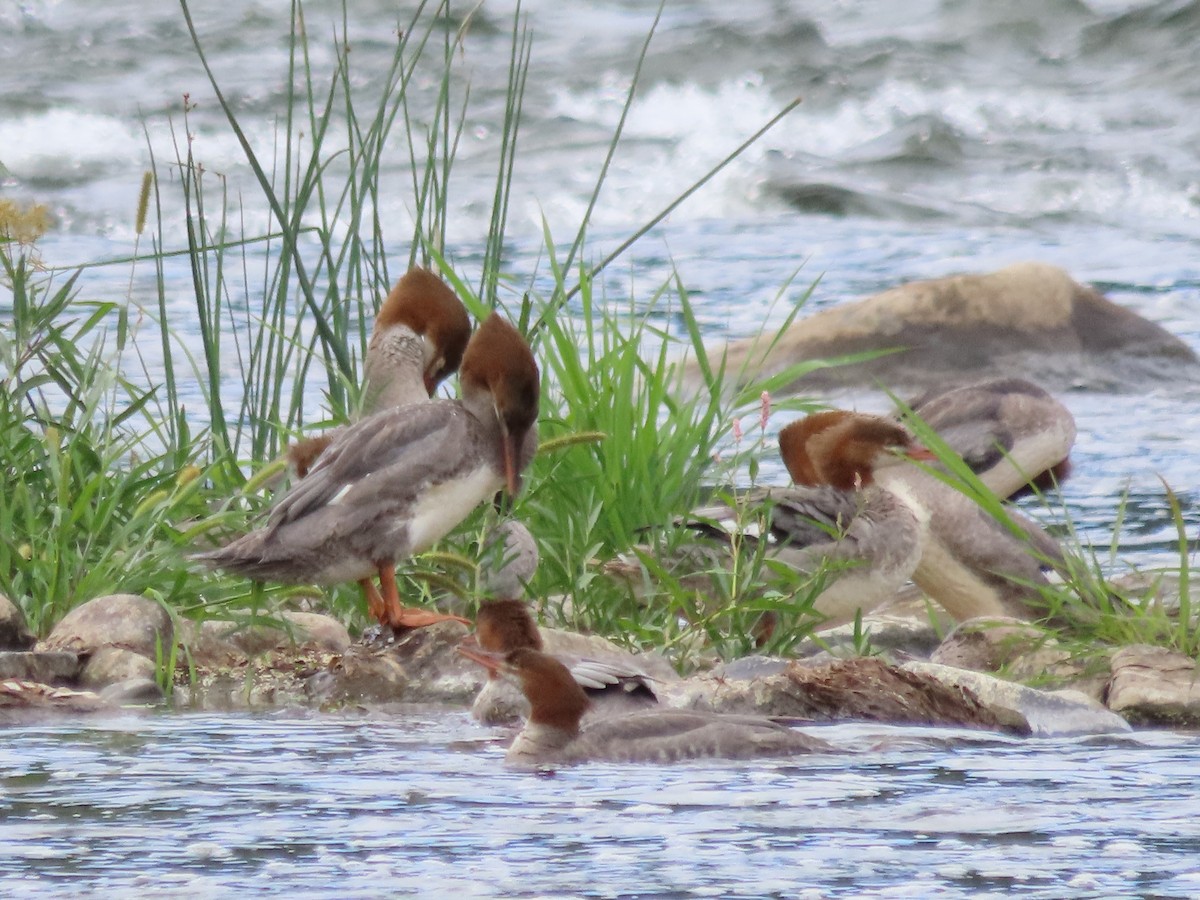 Common Merganser - ML642147687