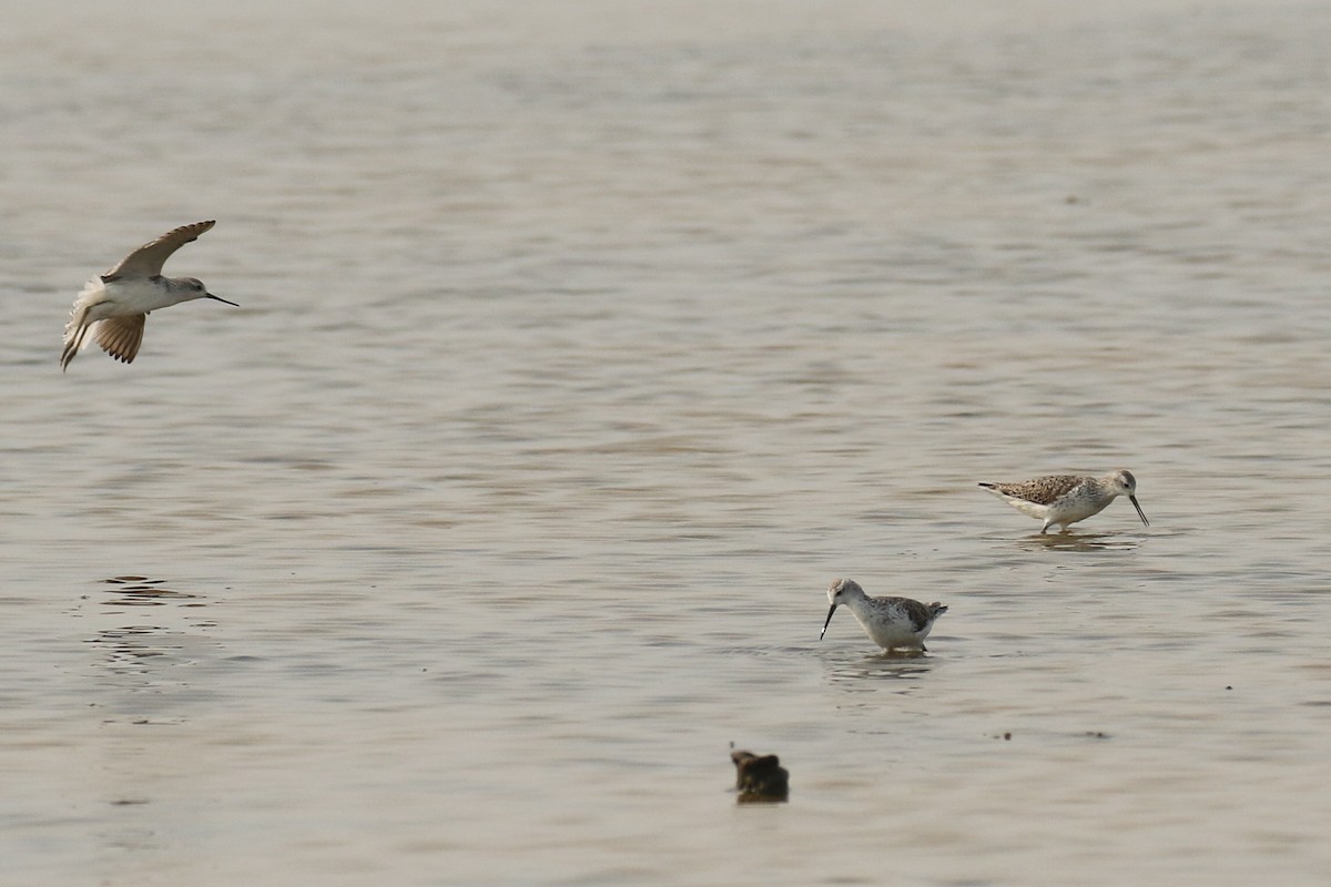 Marsh Sandpiper - ML642147688