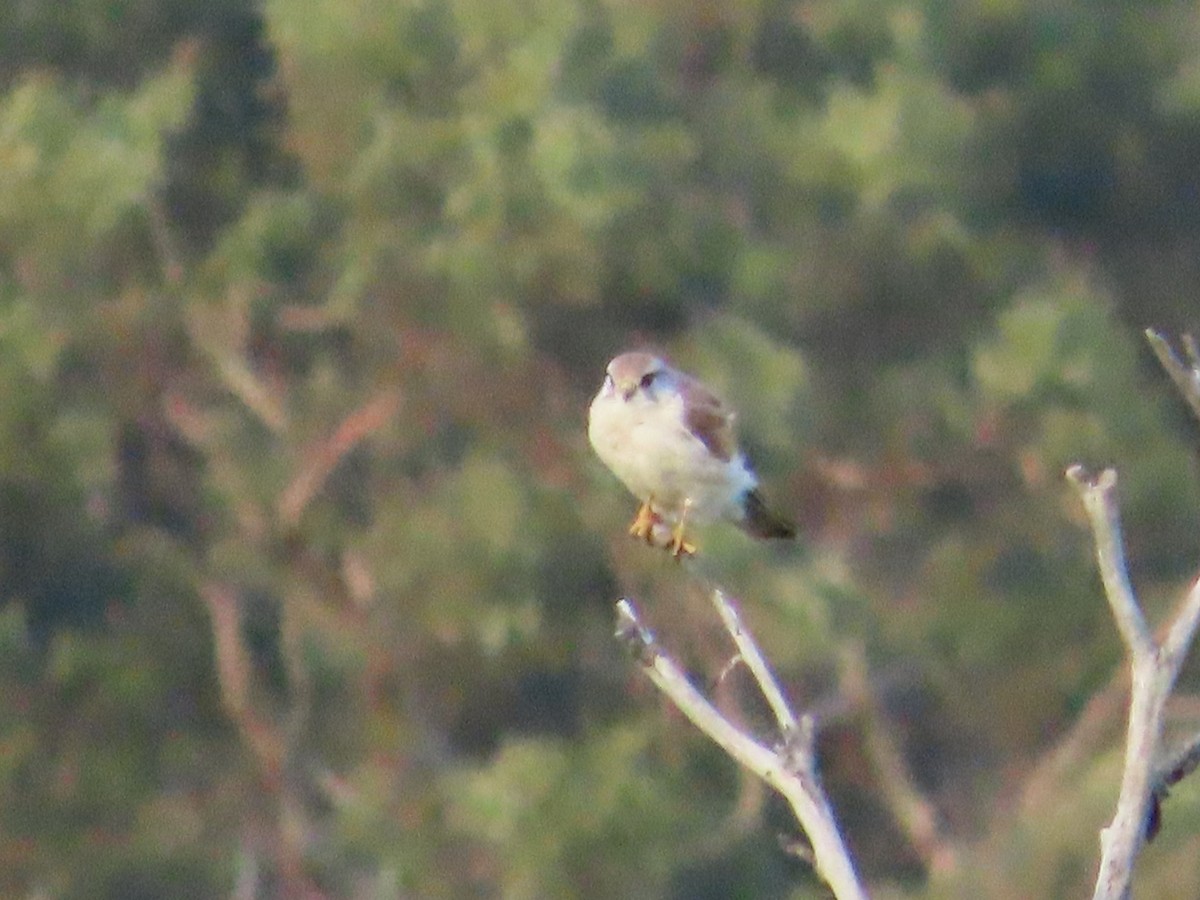 Nankeen Kestrel - ML642147689