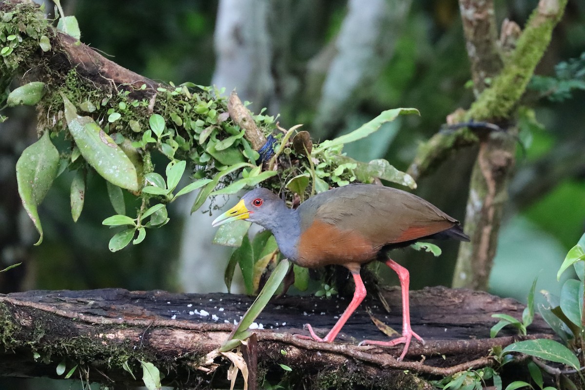 Gray-cowled Wood-Rail - ML642147691