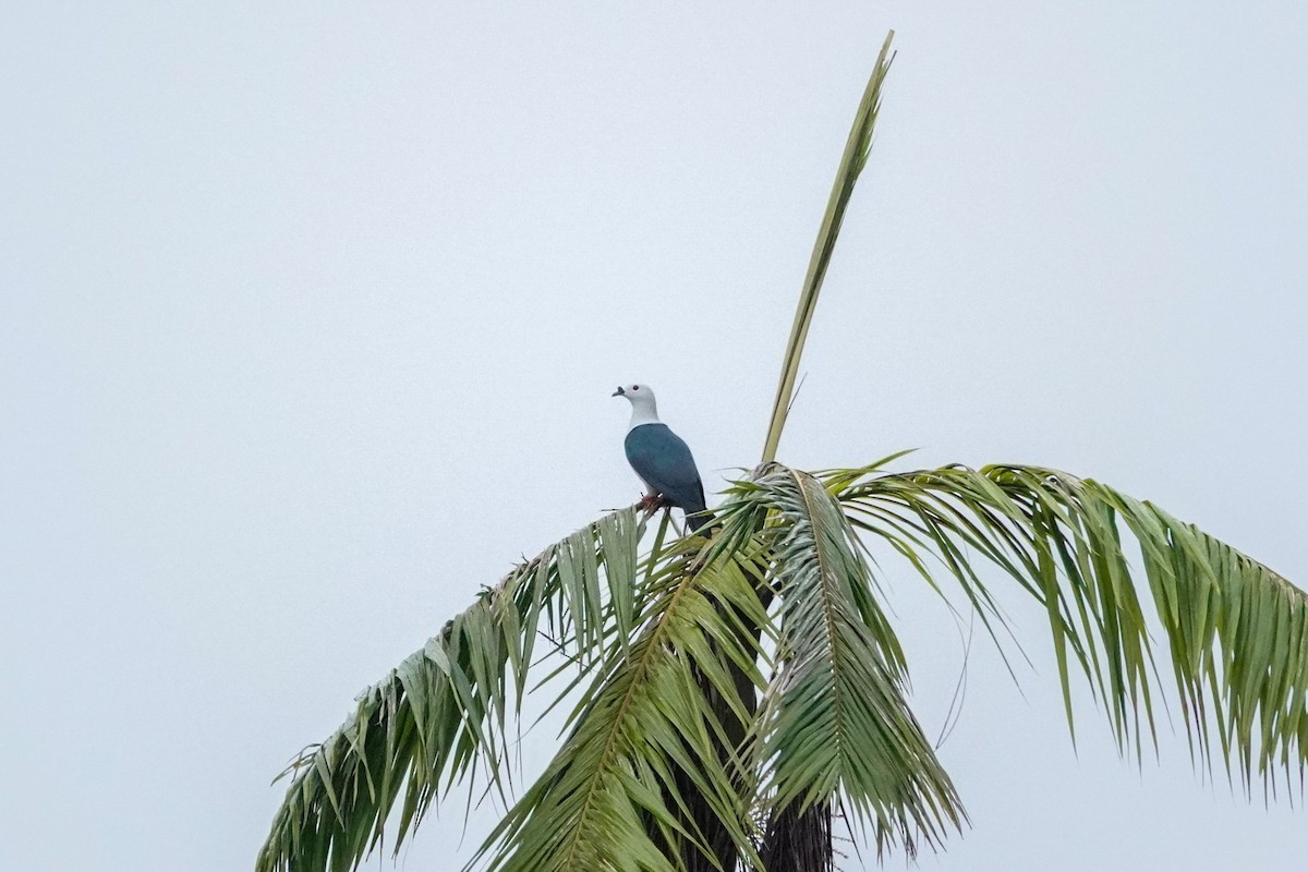 Spice Imperial-Pigeon - ML642147718