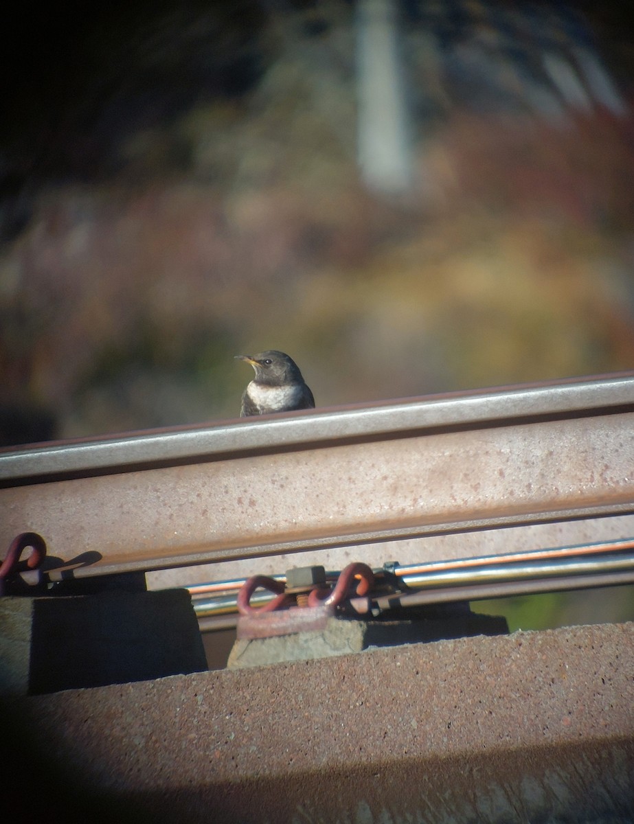 Ring Ouzel - ML642147721