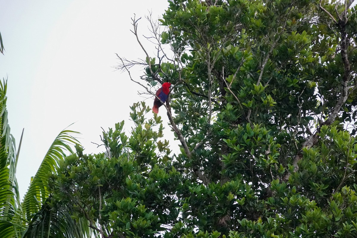Papuan Eclectus - ML642147757