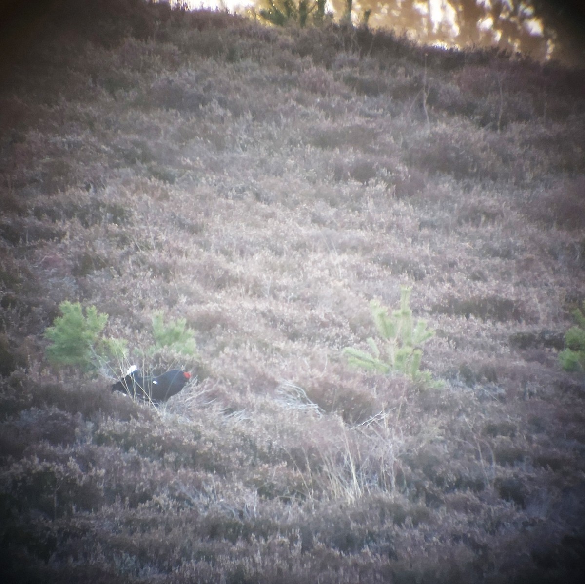 Black Grouse - ML642147759