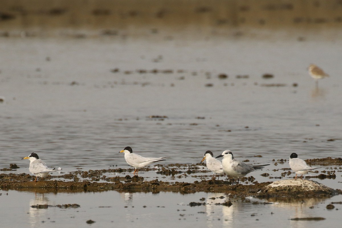 Little Tern - ML642147771