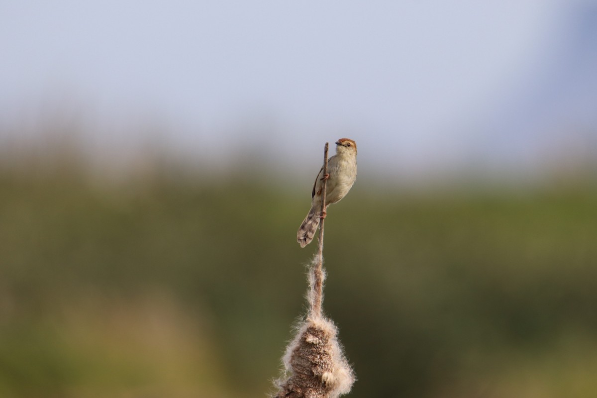 Levaillant's Cisticola - ML642147784