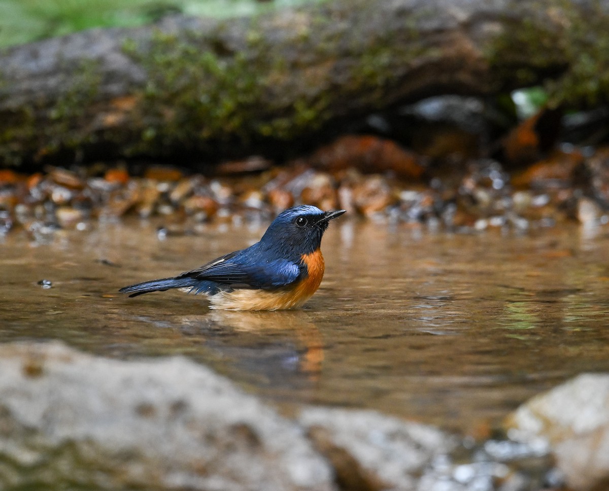 Blue-throated Flycatcher - ML642147806