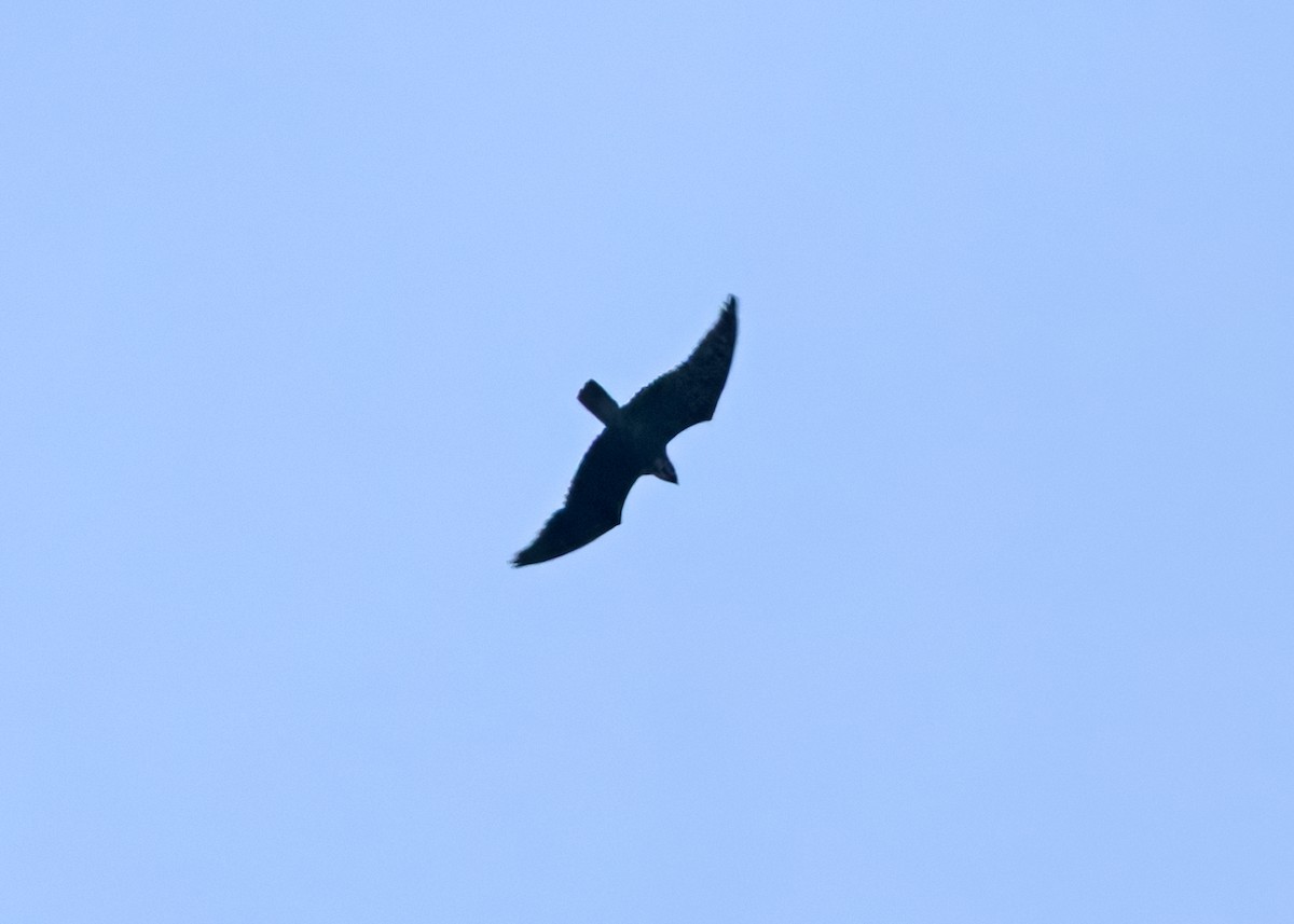 Bat Hawk - ML642147811