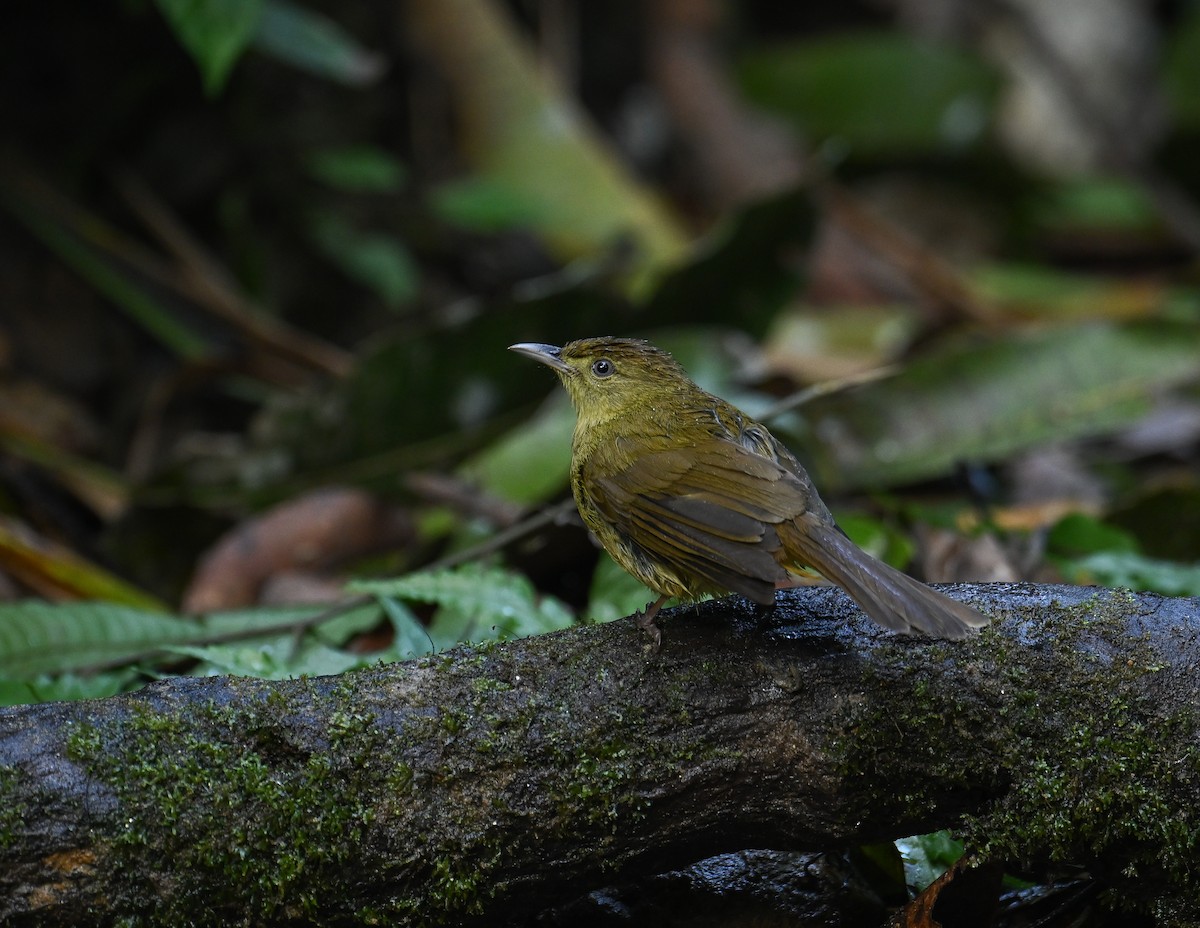 Cachar Bulbul - ML642147816