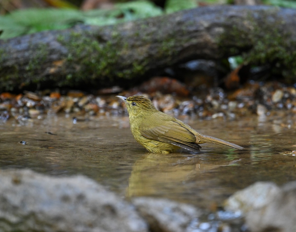 Cachar Bulbul - ML642147818