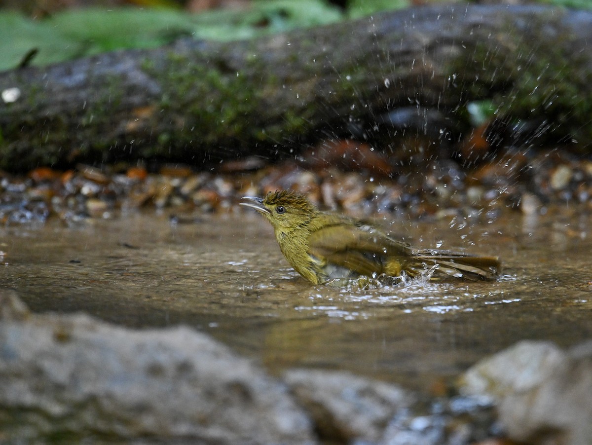 Cachar Bulbul - ML642147819