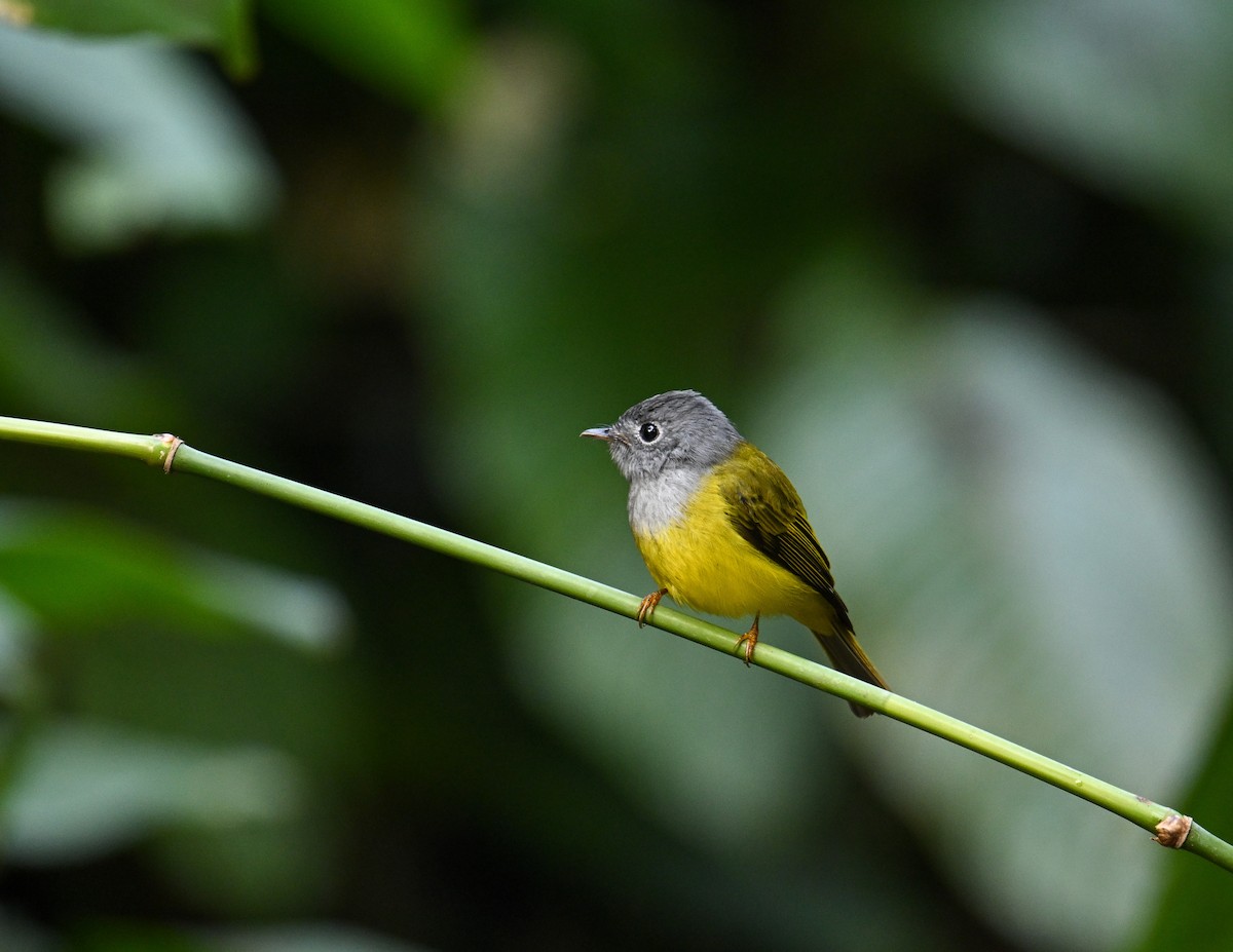 Gray-headed Canary-Flycatcher - ML642147843